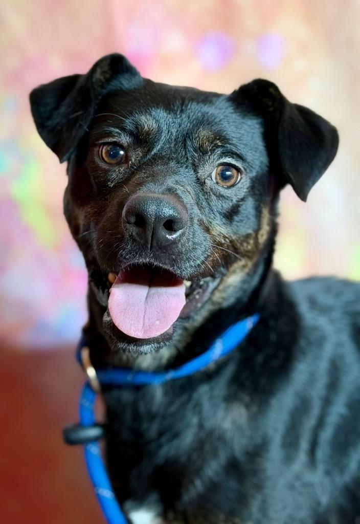 FIG, a Adoptable Hound in Wintersville, OH image 4/4