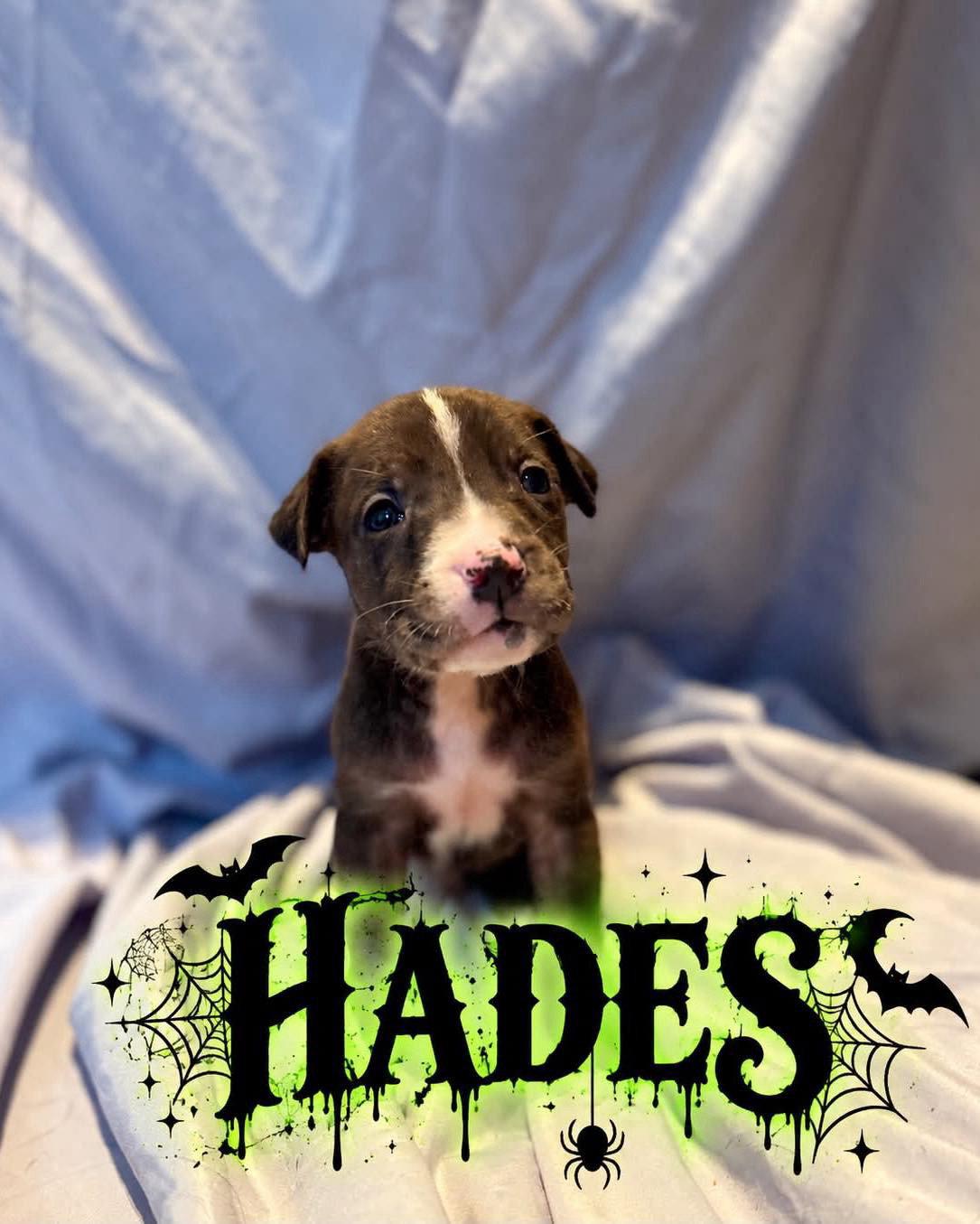 Hades photo