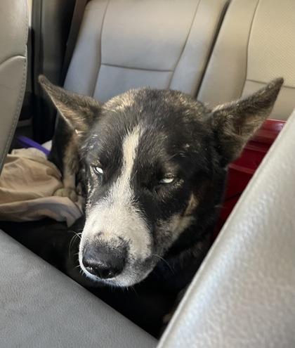 Bubba Beans, Adoptable, Adult Male German Shepherd Dog & Mixed Breed.