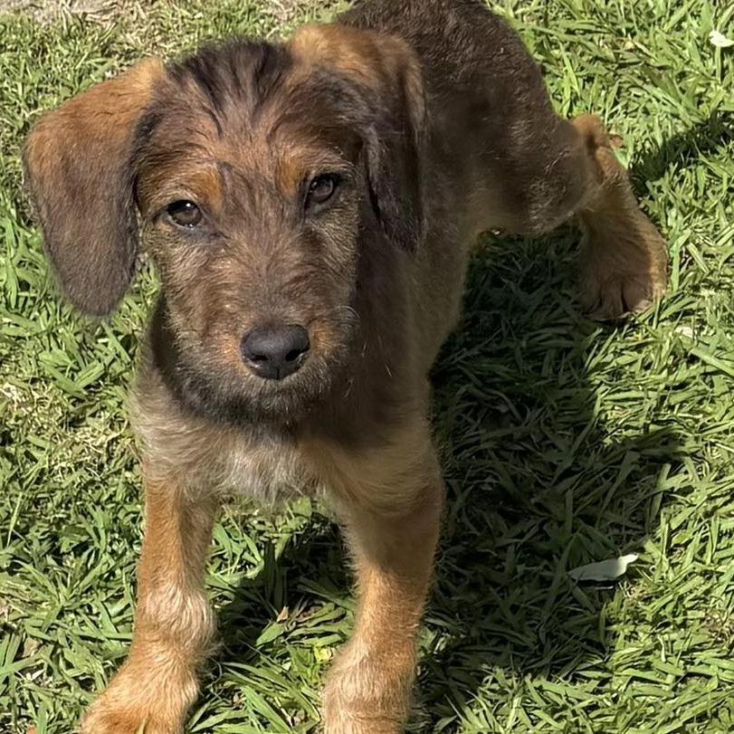 Sable, Adoptable, Puppy Female Standard Poodle & German Shepherd Dog.