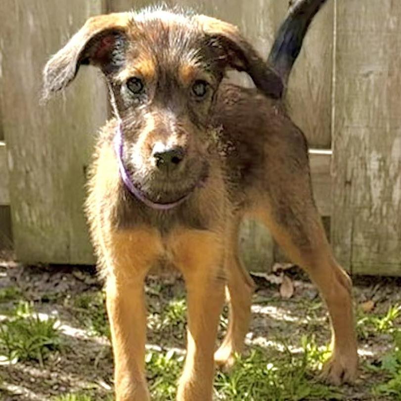 Enlarge Sable, a Adoptable mixed breed in Sarasota, FL image 2/6