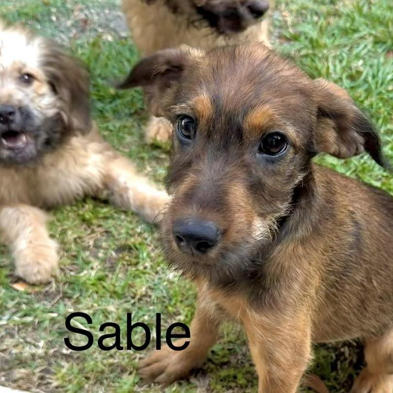 Enlarge Sable, a Adoptable mixed breed in Sarasota, FL image 3/6