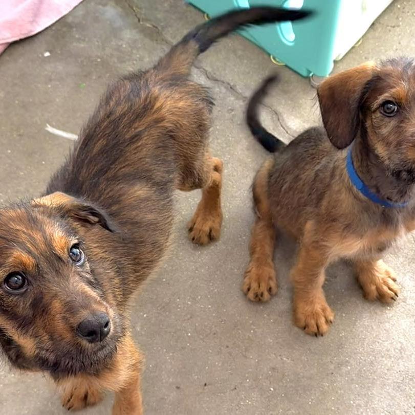 Enlarge Sable, a Adoptable mixed breed in Sarasota, FL image 4/6