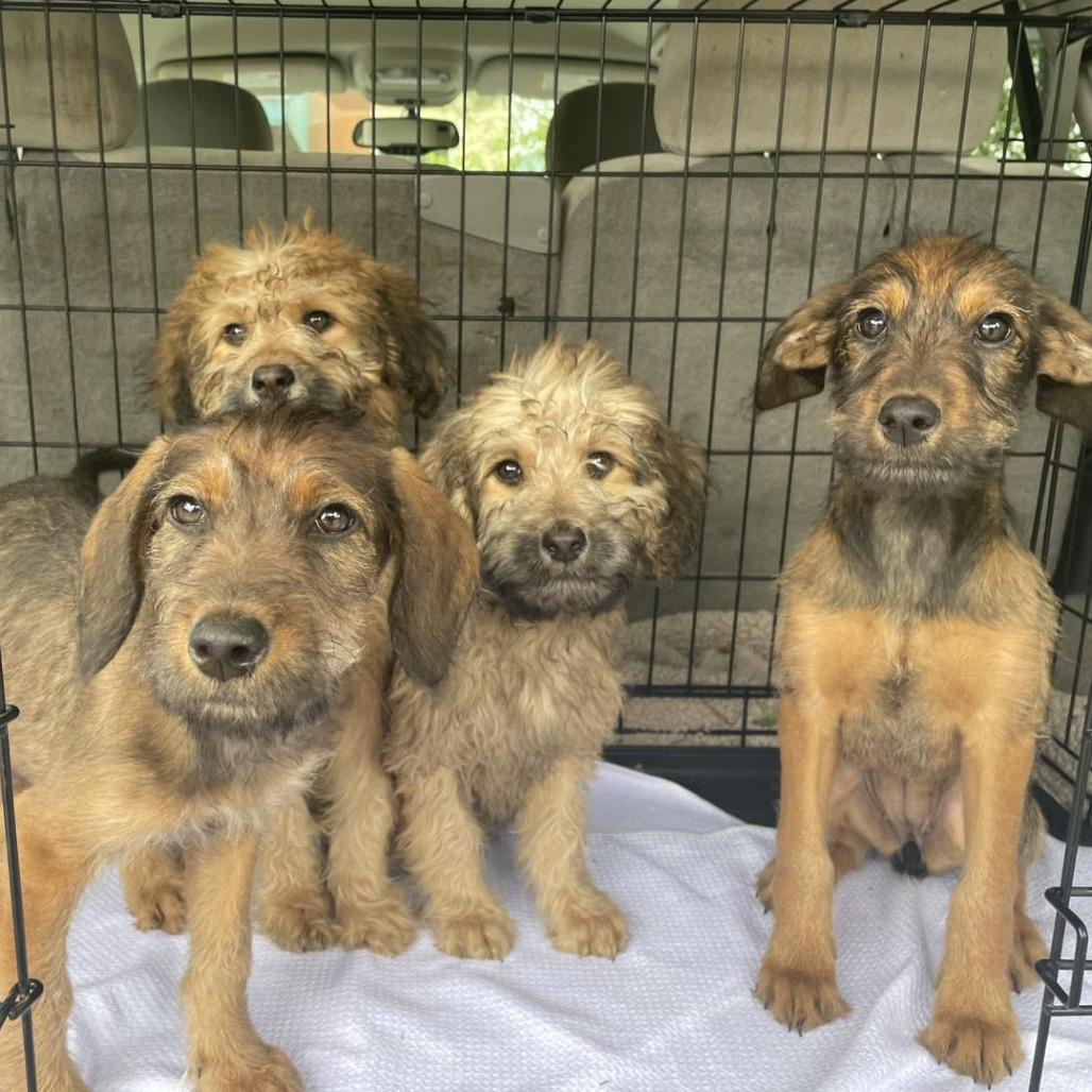 Enlarge Sable, a Adoptable mixed breed in Sarasota, FL image 5/6