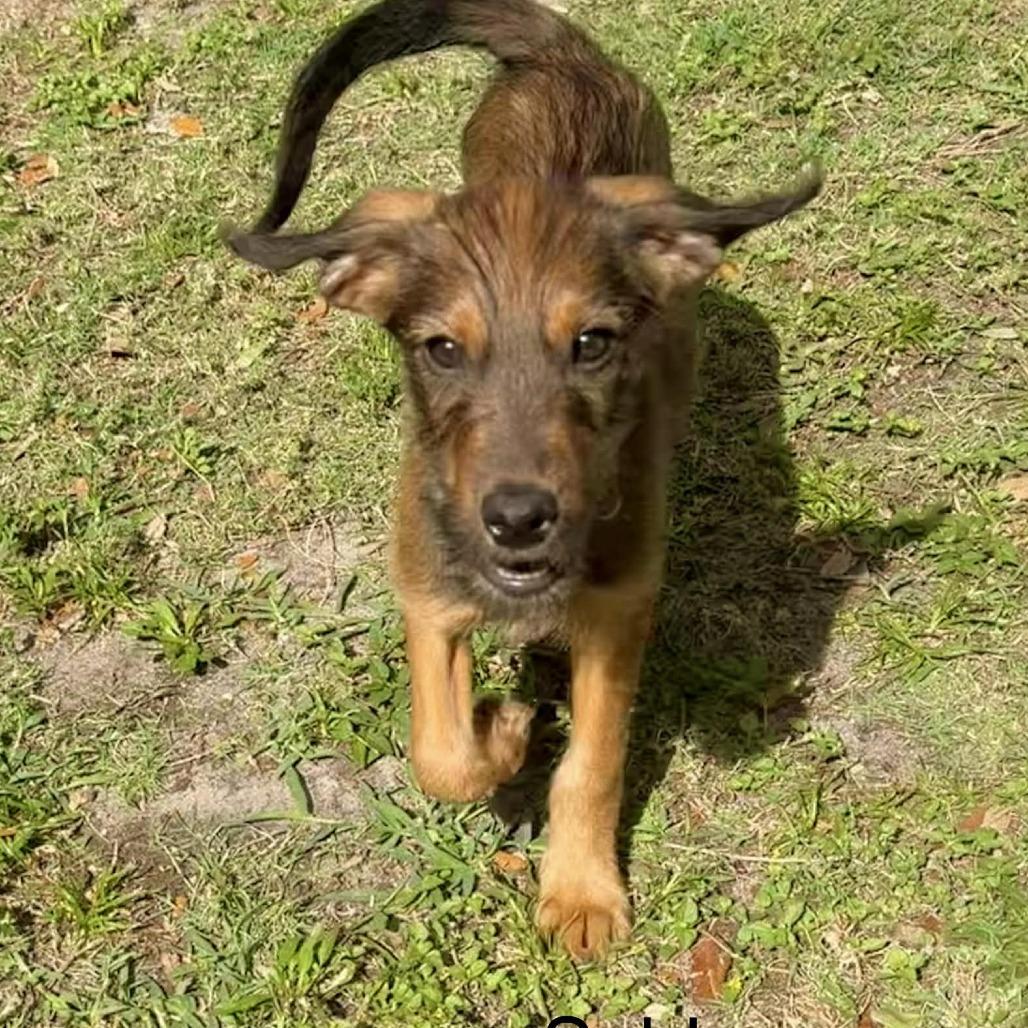 Enlarge Sable, a Adoptable mixed breed in Sarasota, FL image 6/6