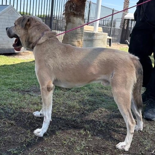 Enlarge BJORN, a Adoptable Mastiff in Delano, CA image 3/4