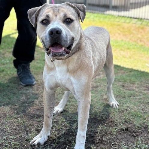 Enlarge BJORN, a Adoptable Mastiff in Delano, CA image 2/4
