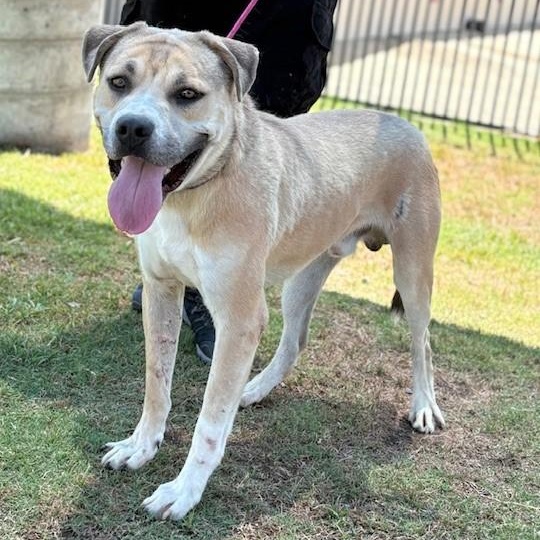 Enlarge BJORN, a Adoptable Mastiff in Delano, CA image 1/4