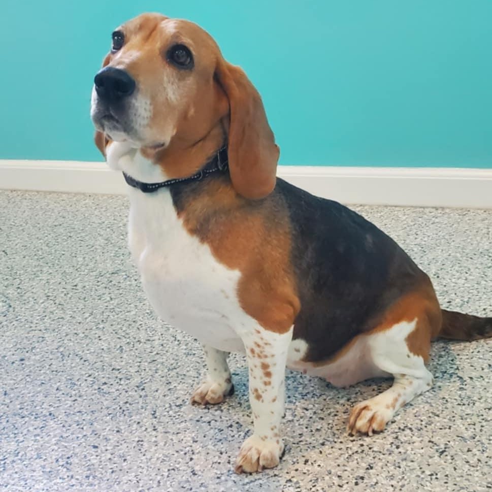 Flower, adopted, Adult Female Beagle.