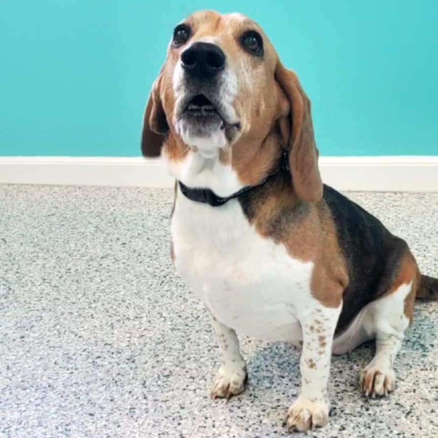 Enlarge Flower, an adopted mixed breed in Hutchinson, MN image 3/6