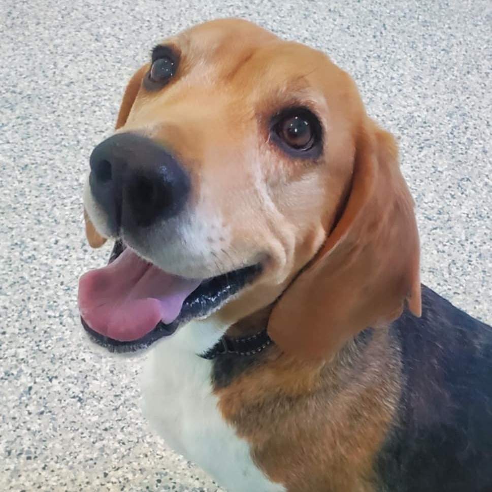 Enlarge Flower, an adopted mixed breed in Hutchinson, MN image 5/6