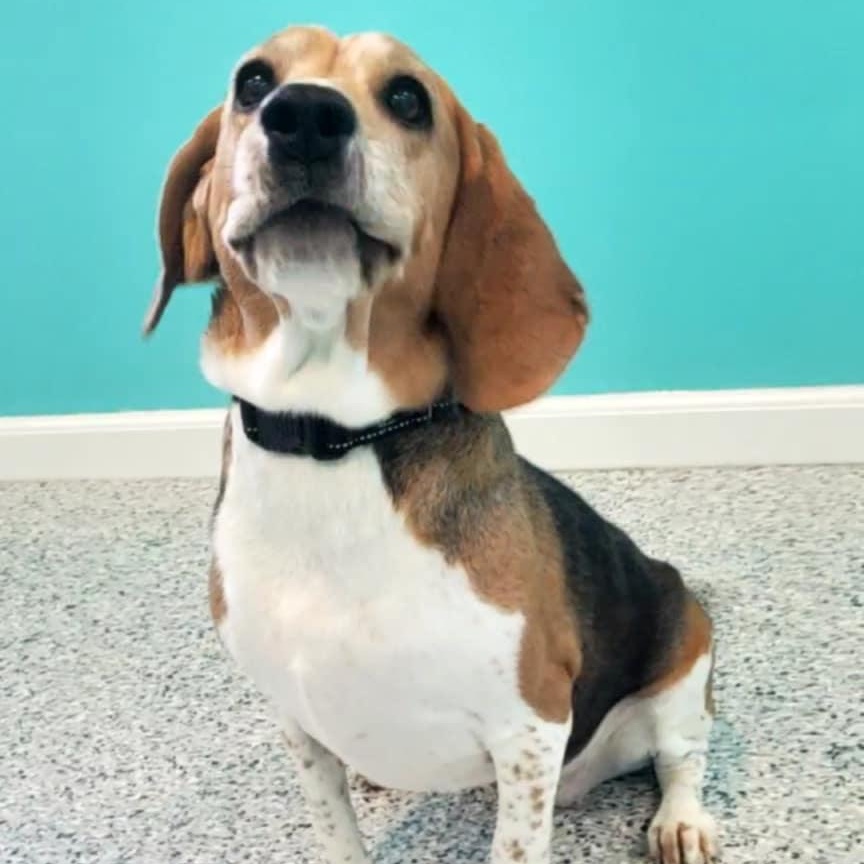 Enlarge Flower, an adopted mixed breed in Hutchinson, MN image 4/6