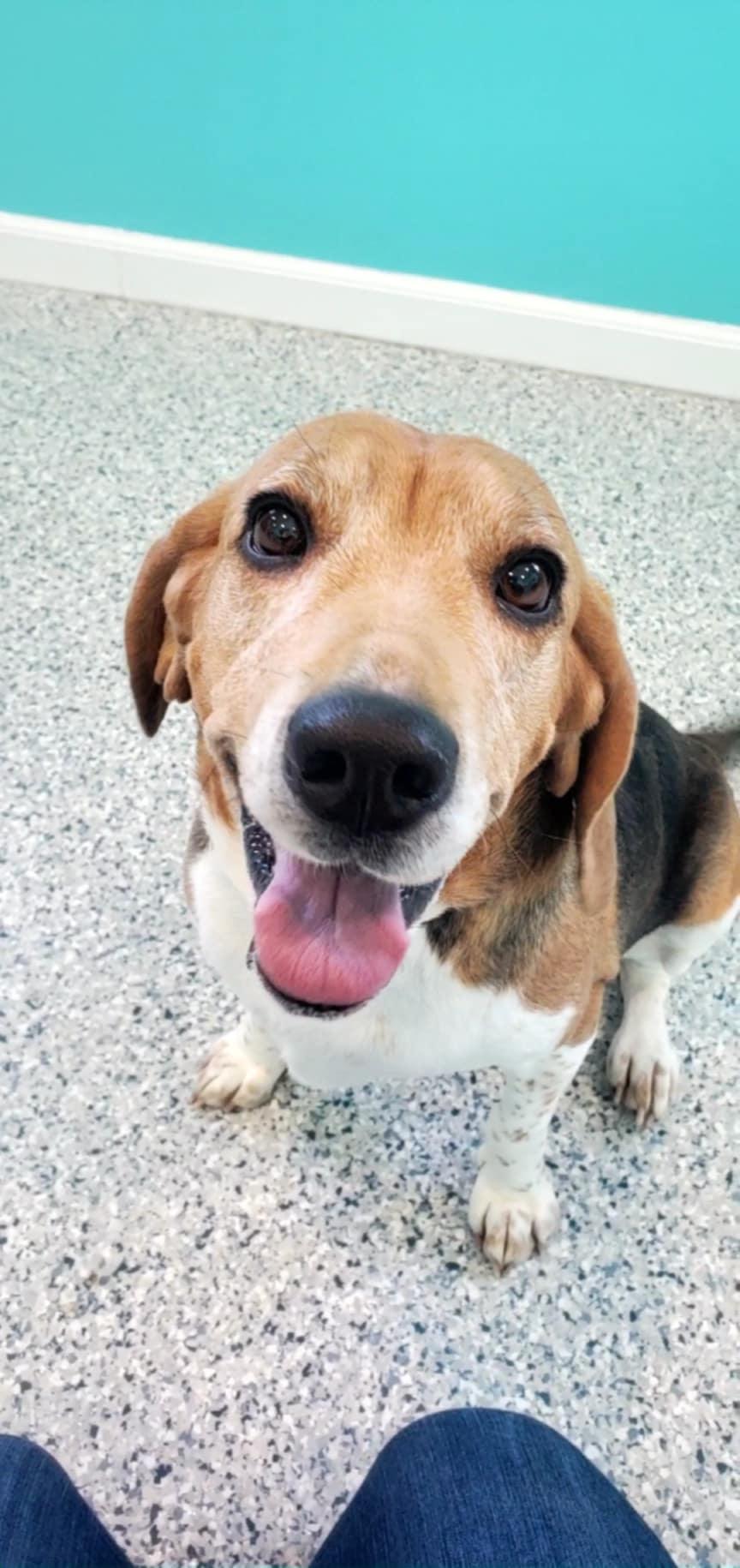 Enlarge Flower, an adopted mixed breed in Hutchinson, MN image 2/6