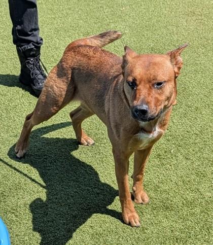 Kim Possible, Adoptable, Adult Female Mixed Breed & Mixed Breed.
