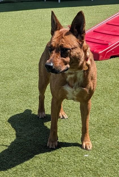 Enlarge Kim Possible, a Adoptable mixed breed in Independence, MO image 2/2