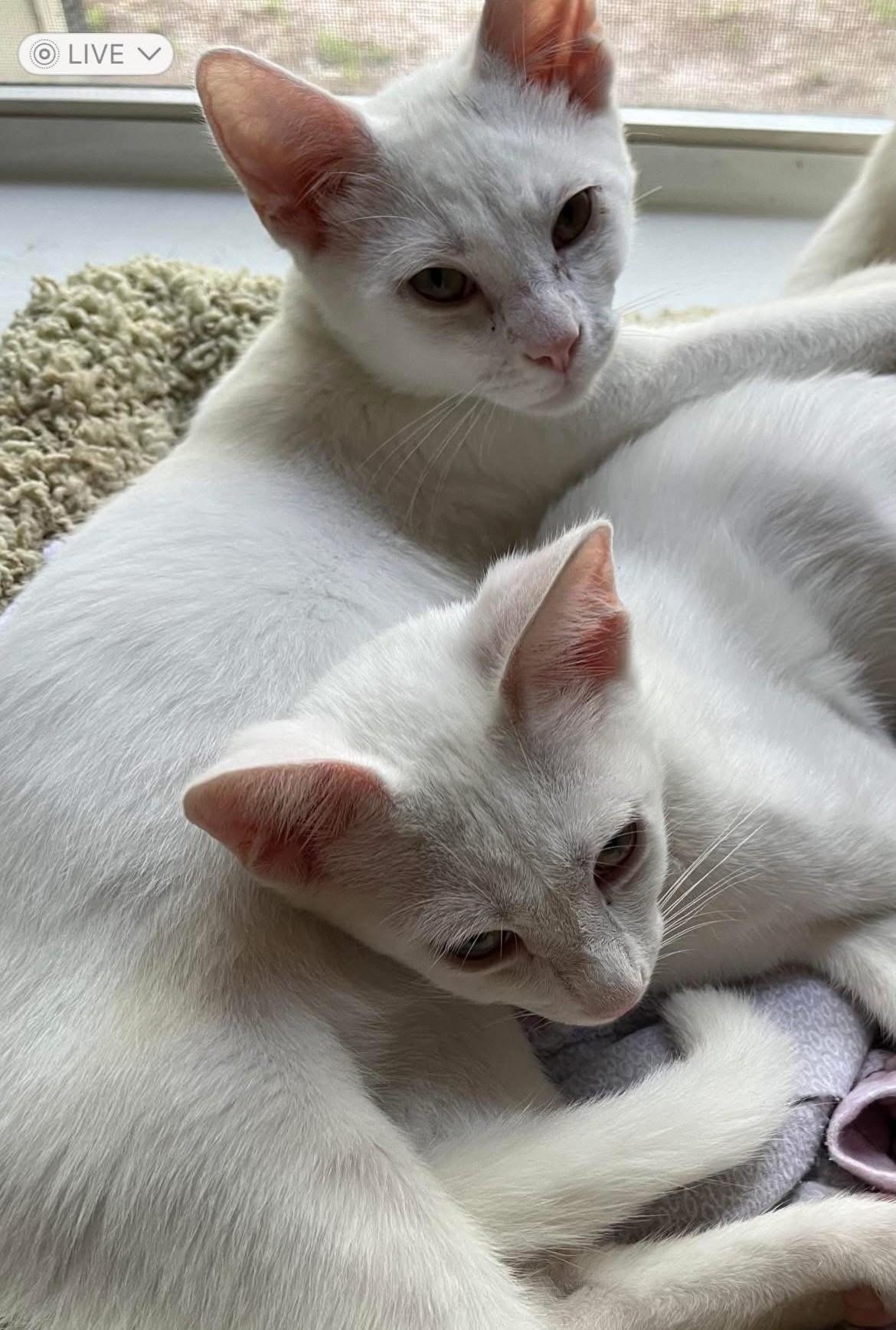 Frosty, Adopted, Young Male Domestic Short Hair.