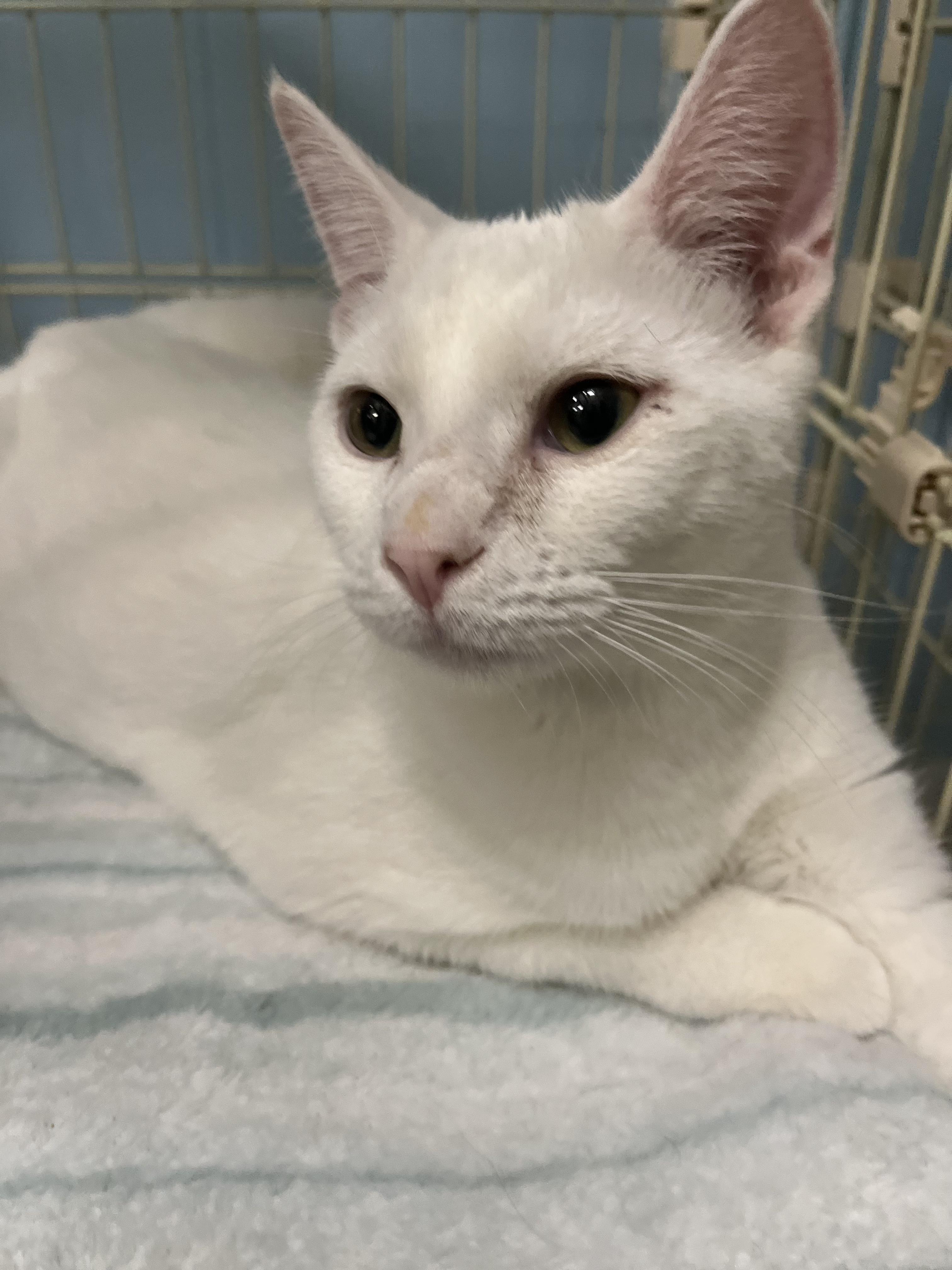 Enlarge Frosty, a Adopted Domestic Short Hair in Panama City Beach, FL image 2/2