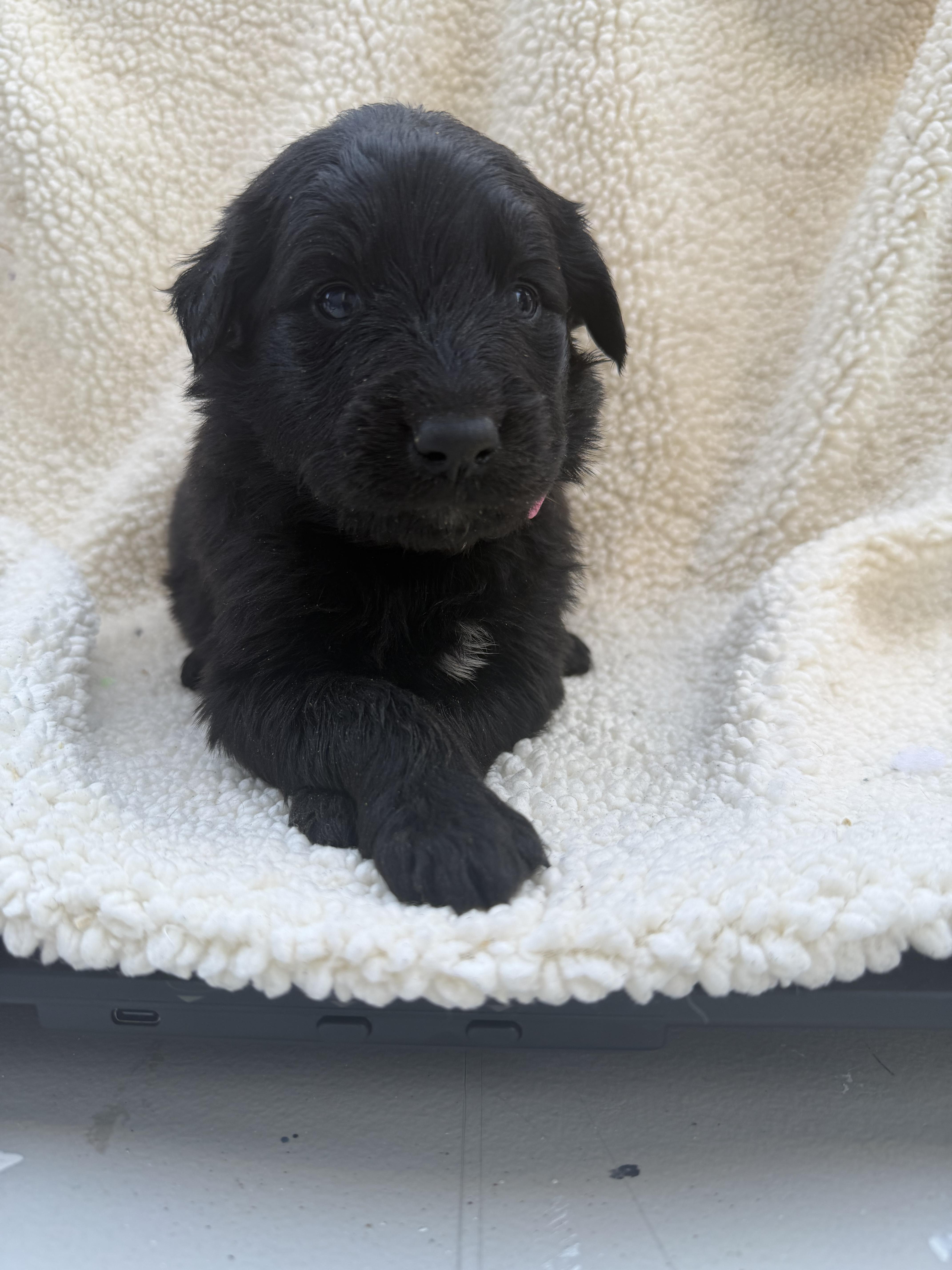 SUGAR, a Adoptable mixed breed in Discovery Bay, CA image 1/2