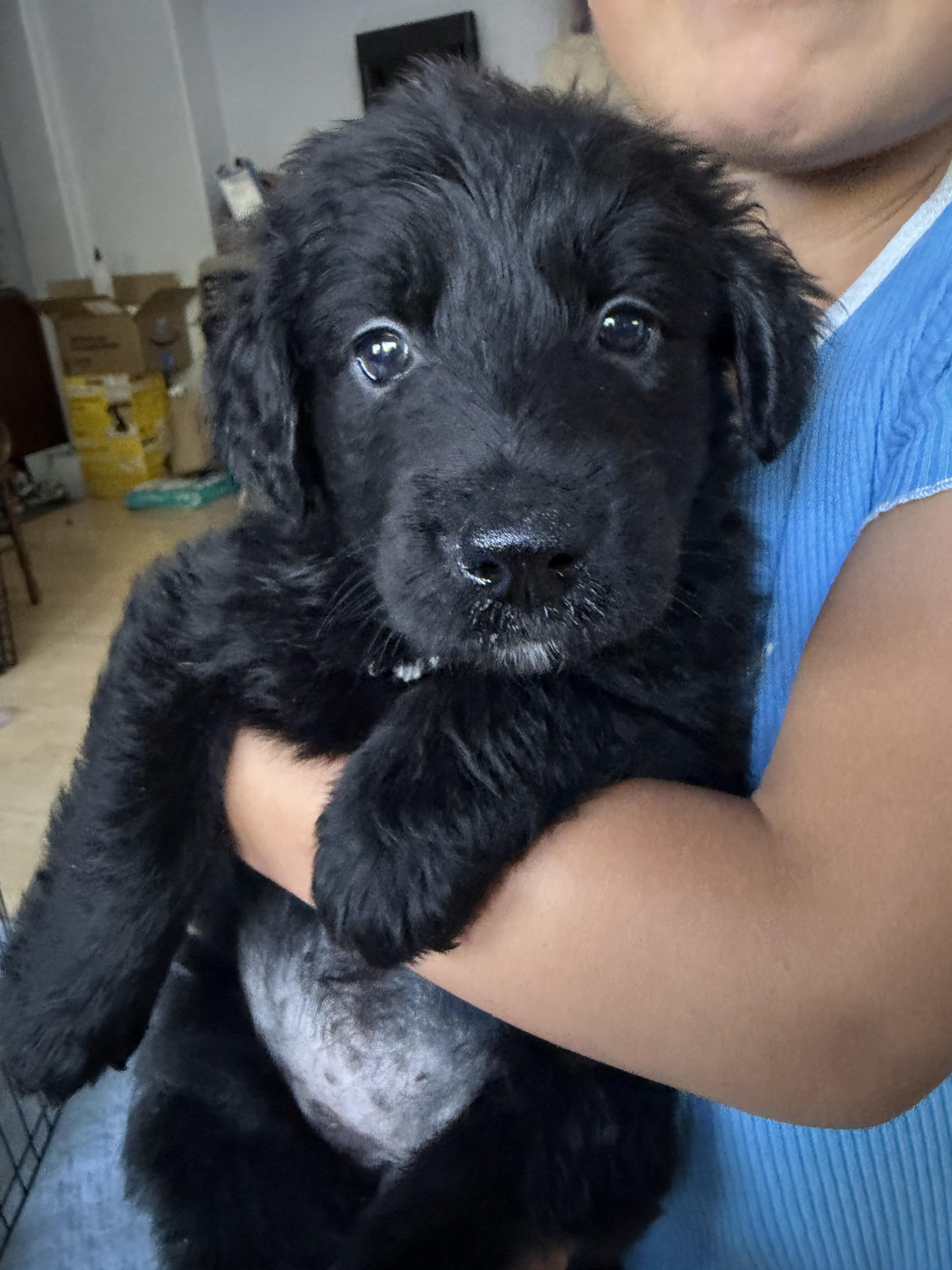 SUGAR, a Adoptable mixed breed in Discovery Bay, CA image 2/2