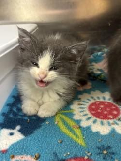 Cloud, adopted, Kitten Female Domestic Medium Hair.