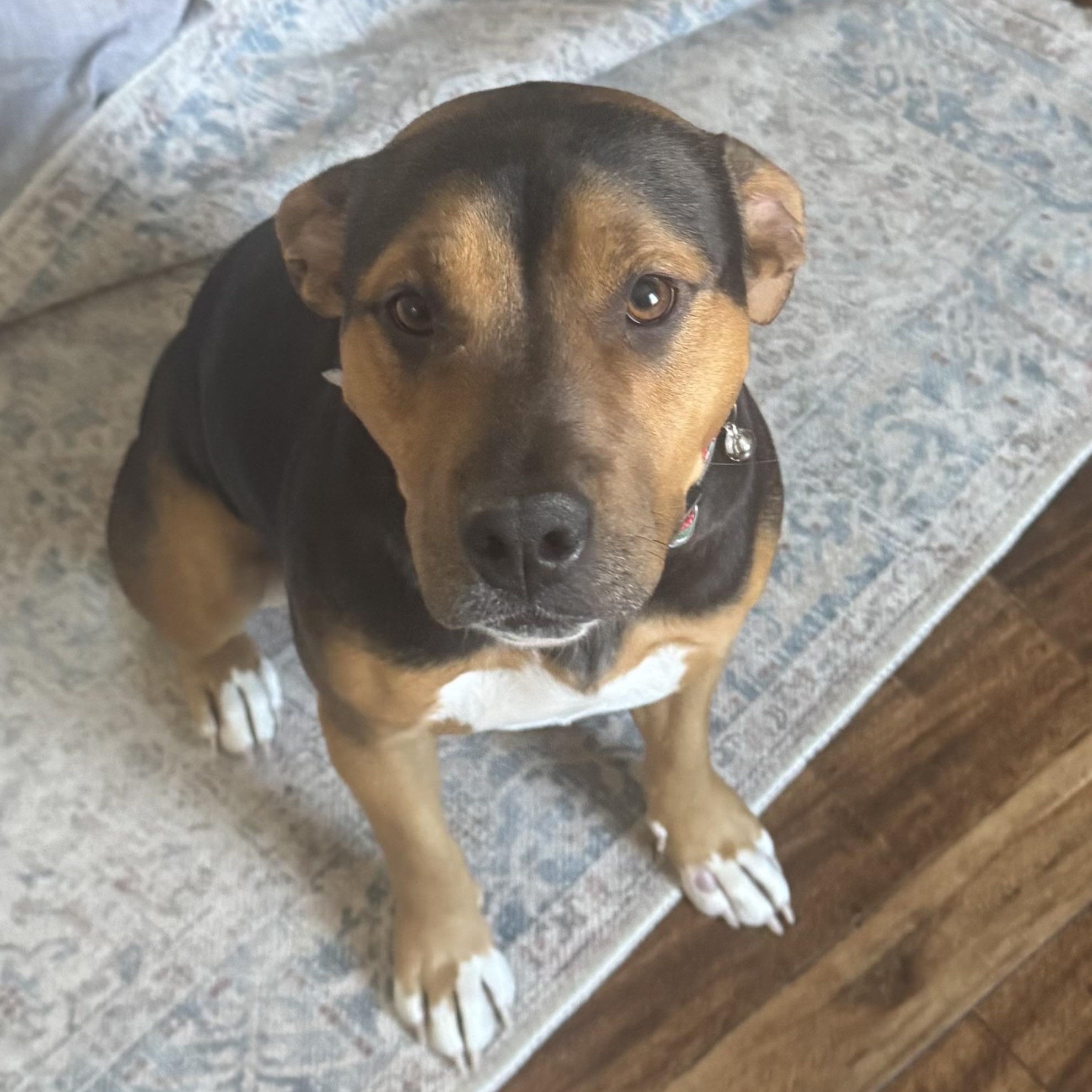 Penny, adopted, Young Female Doberman Pinscher & American Staffordshire Terrier.