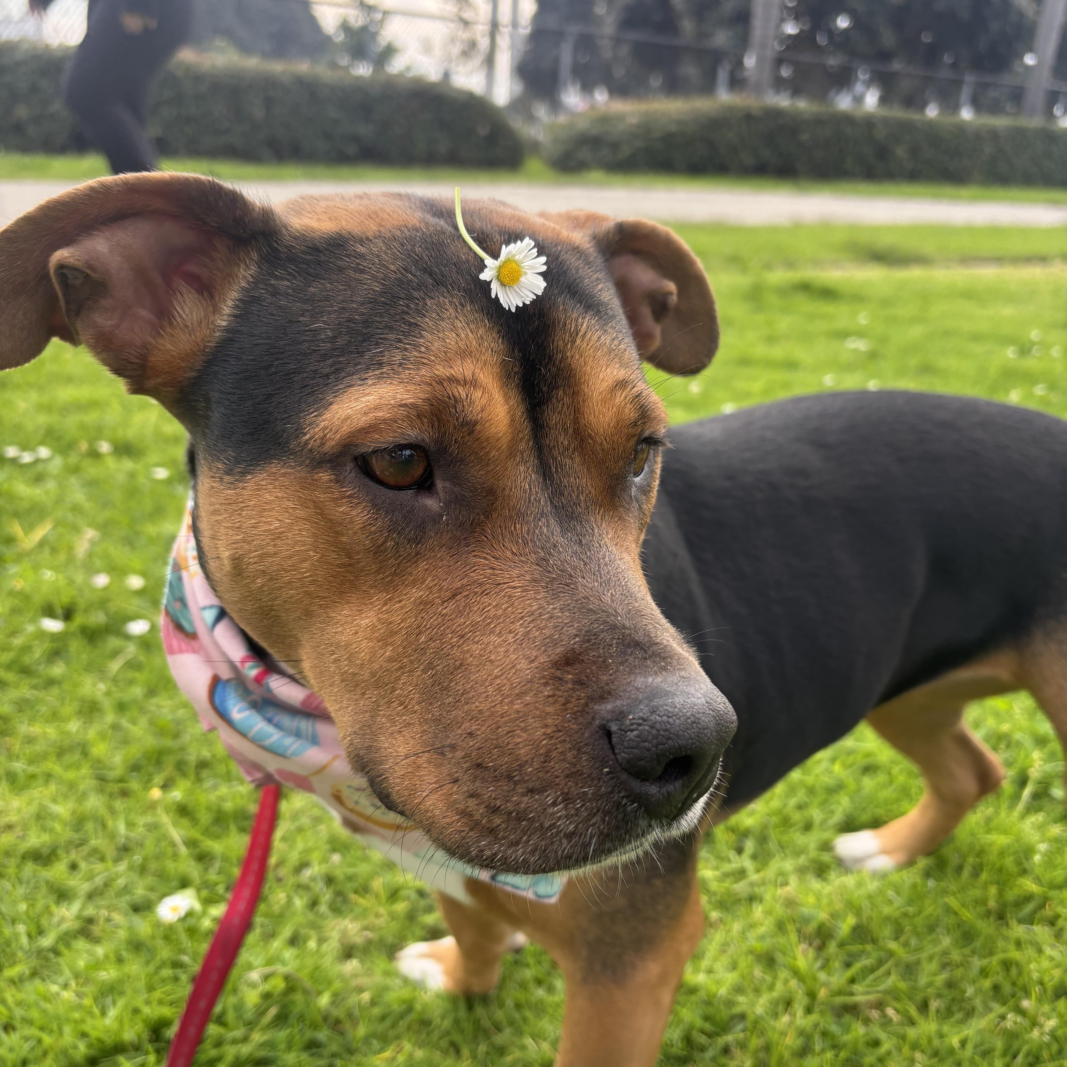 Enlarge Penny, an adopted mixed breed in Marina del Rey, CA image 4/4
