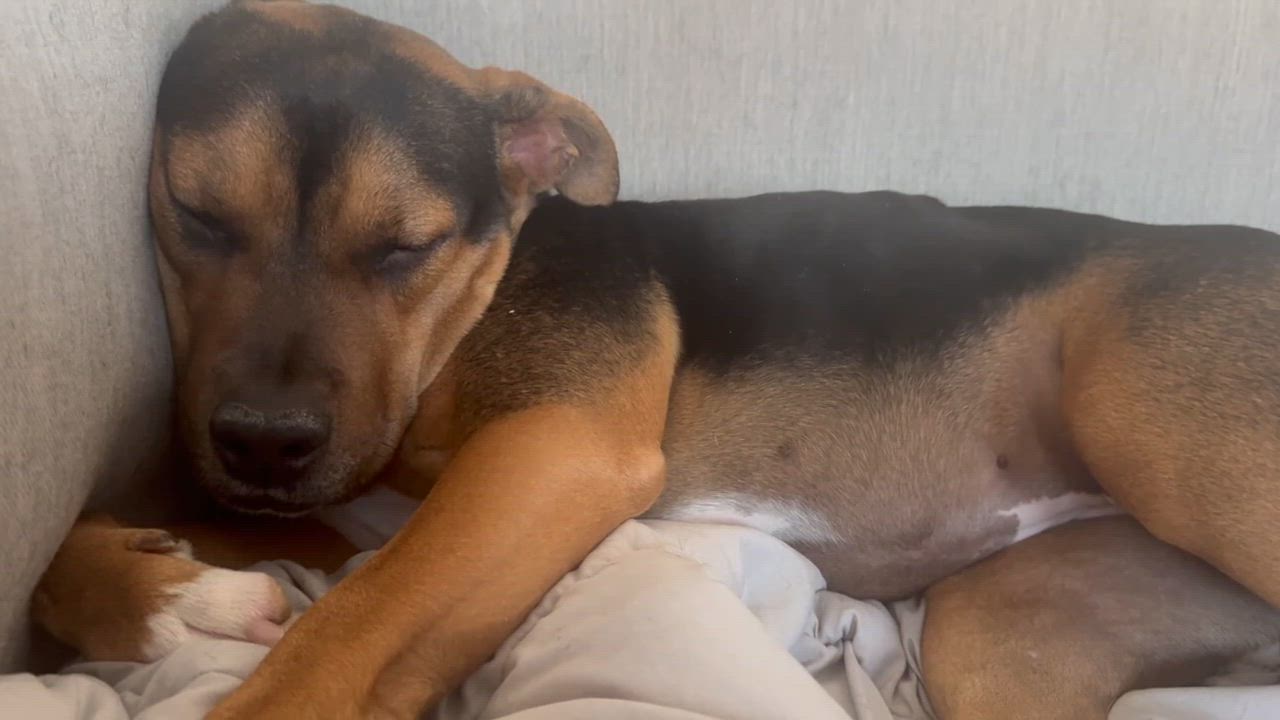 Enlarge Penny, an adopted mixed breed in Marina del Rey, CA video 2/4