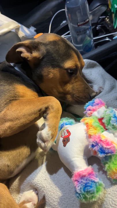 Enlarge Penny, an adopted mixed breed in Marina del Rey, CA video 3/4