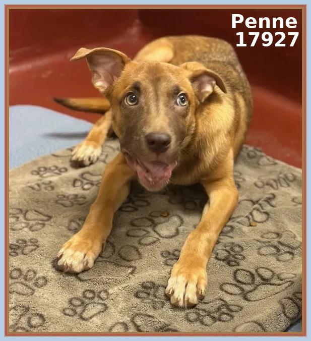 Enlarge PENNE, an adopted mixed breed in Marietta, GA image 5/6