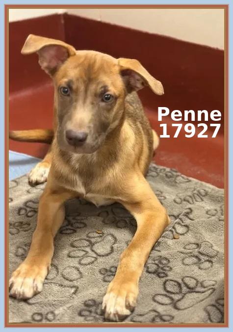 Enlarge PENNE, an adopted mixed breed in Marietta, GA image 4/6