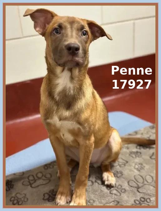 Enlarge PENNE, an adopted mixed breed in Marietta, GA image 2/6