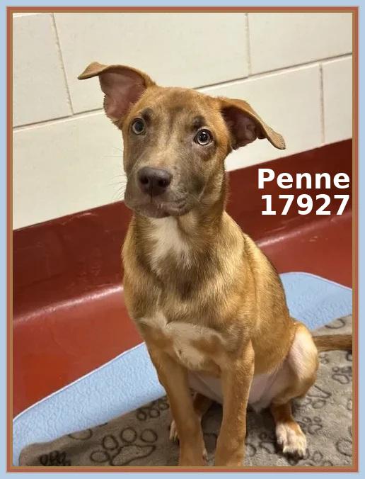 Enlarge PENNE, an adopted mixed breed in Marietta, GA image 1/6