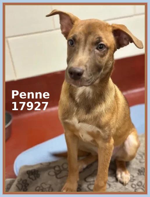 Enlarge PENNE, an adopted mixed breed in Marietta, GA image 6/6