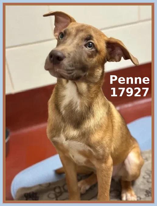 Enlarge PENNE, an adopted mixed breed in Marietta, GA image 3/6