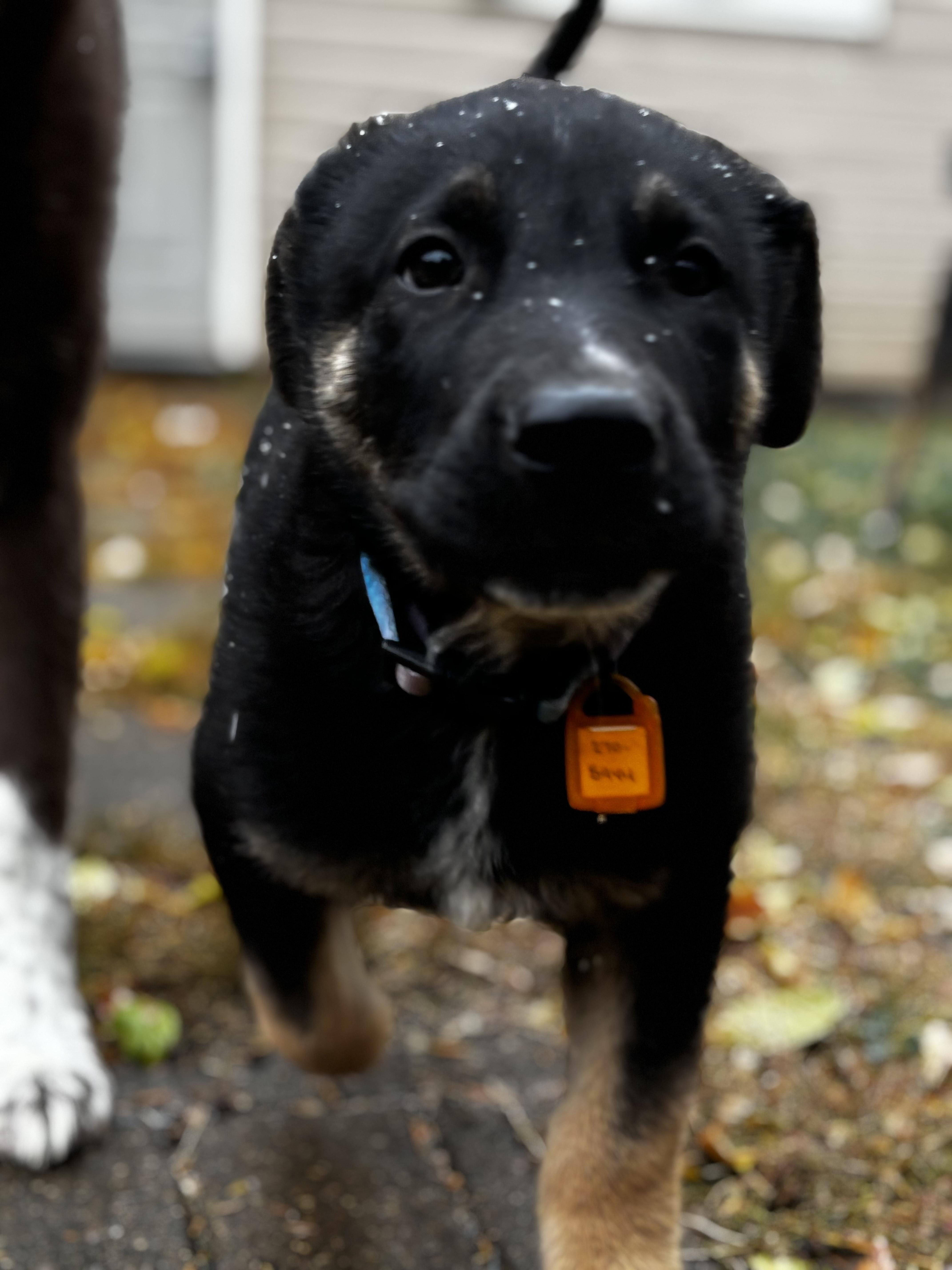 Holmes, an adoptable Mixed Breed in Saskatoon, SK, S7H 0W2 | Photo Image 4