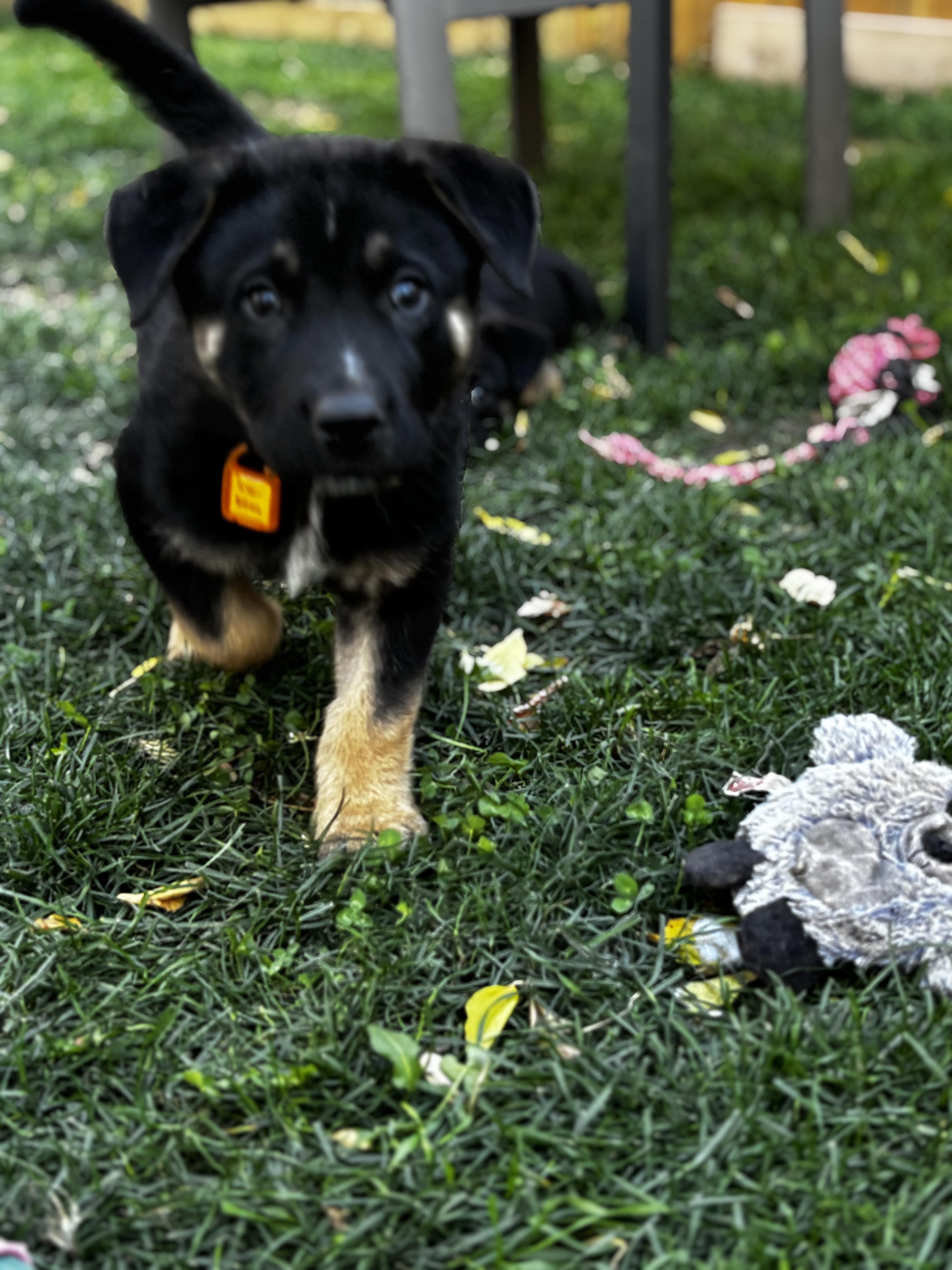 Holmes, an adoptable Mixed Breed in Saskatoon, SK, S7H 0W2 | Photo Image 3