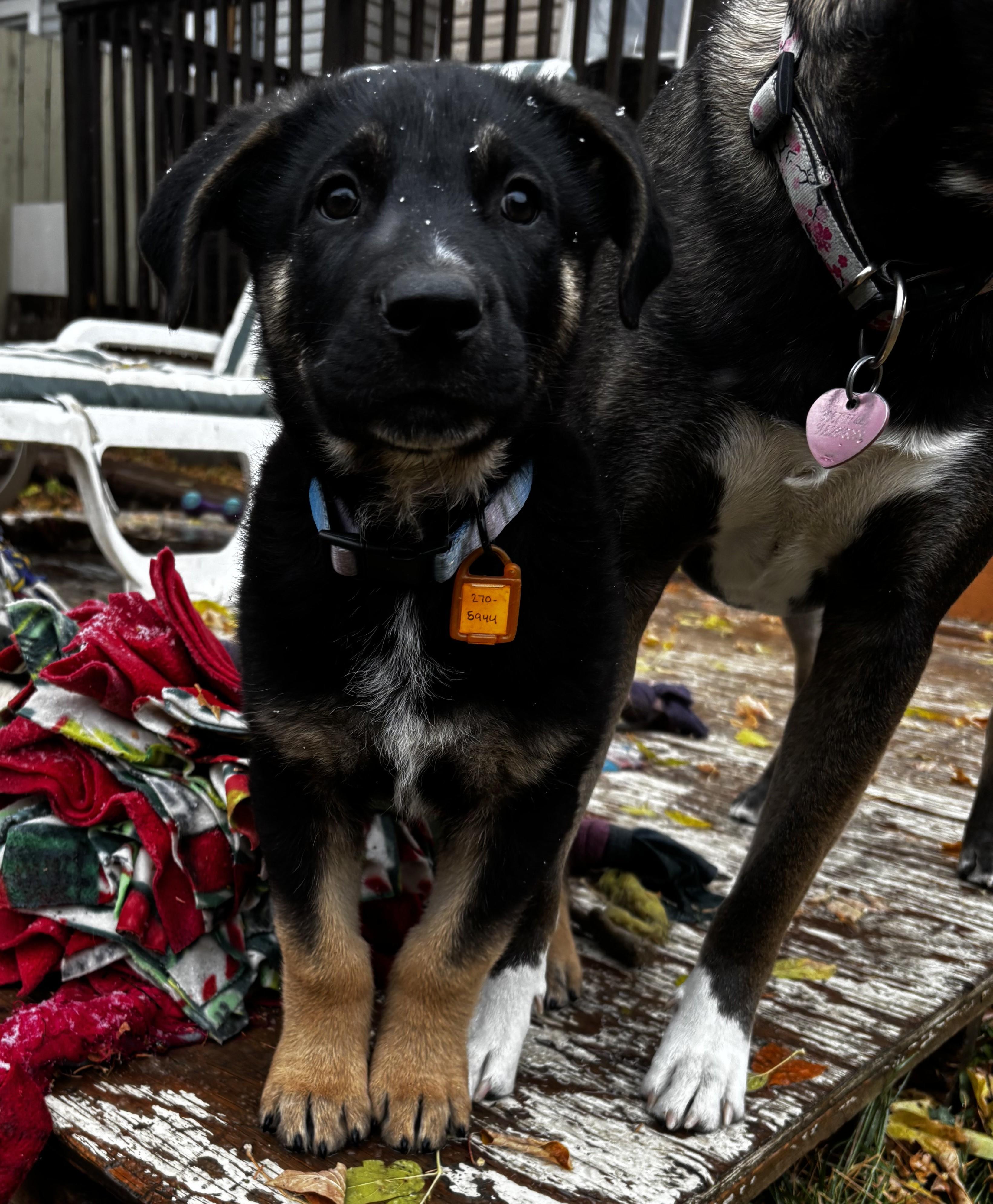 Holmes, an adoptable Mixed Breed in Saskatoon, SK, S7H 0W2 | Photo Image 1