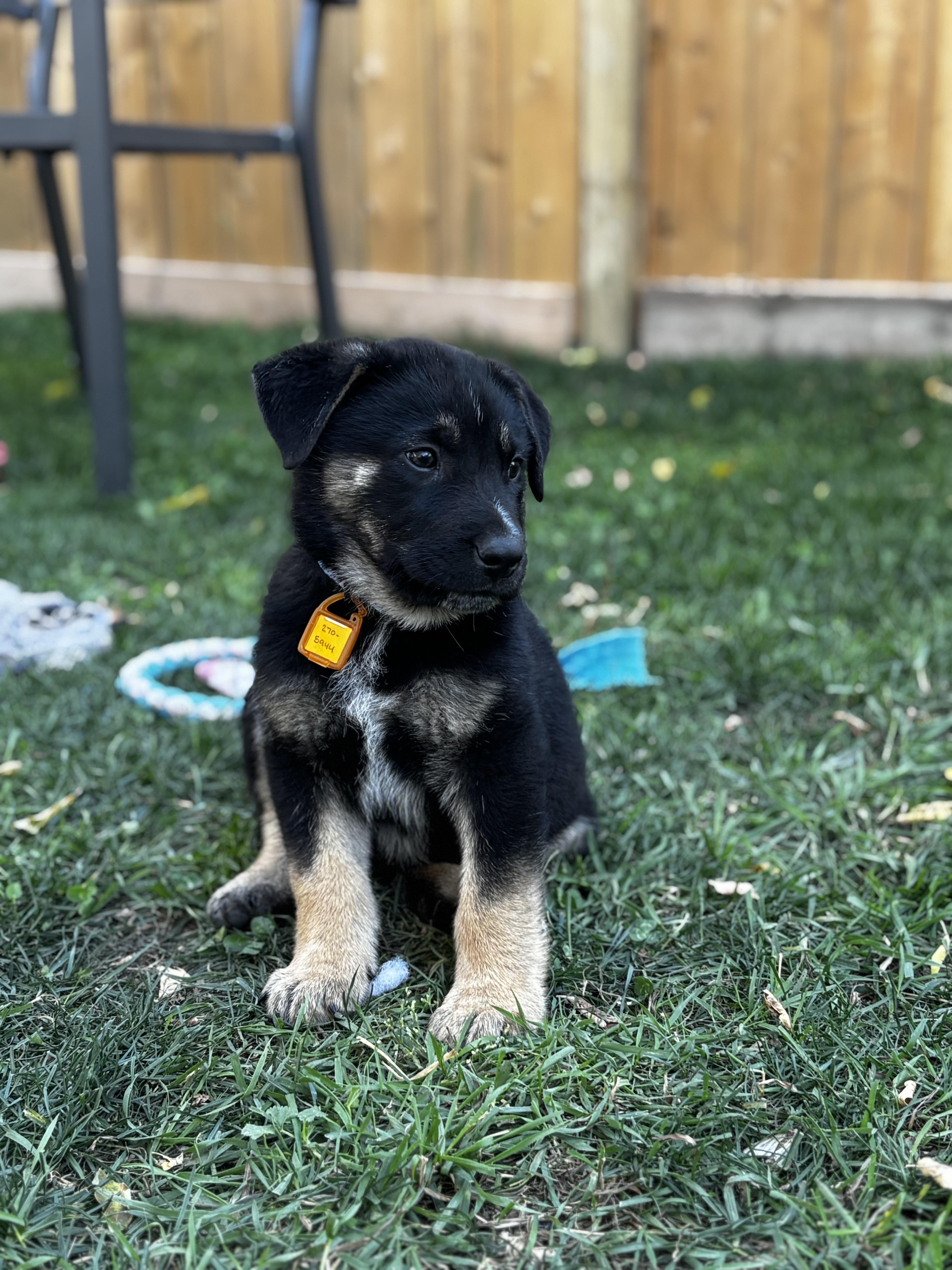 Holmes, an adoptable Mixed Breed in Saskatoon, SK, S7H 0W2 | Photo Image 5