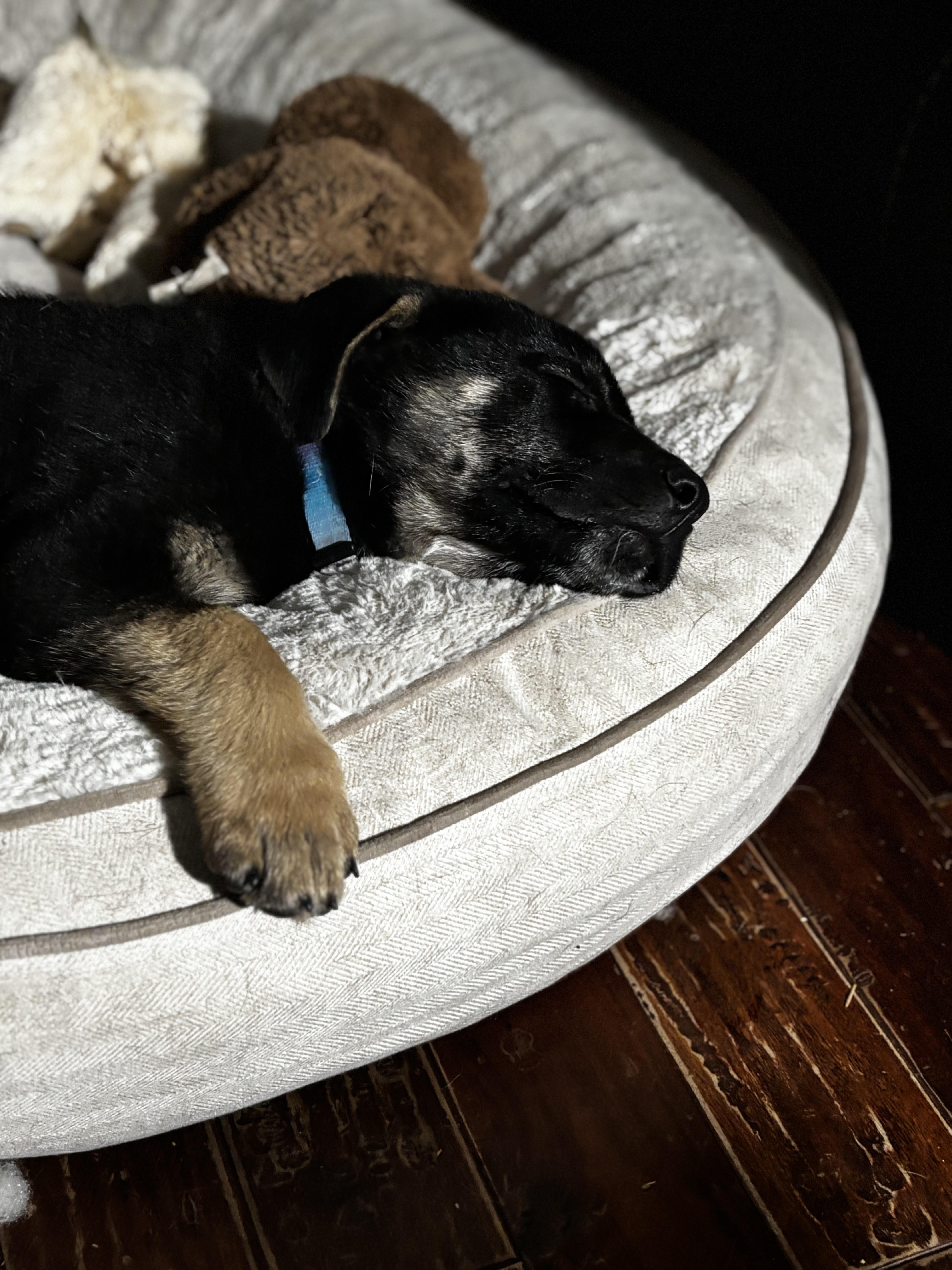 Holmes, an adoptable Mixed Breed in Saskatoon, SK, S7H 0W2 | Photo Image 6