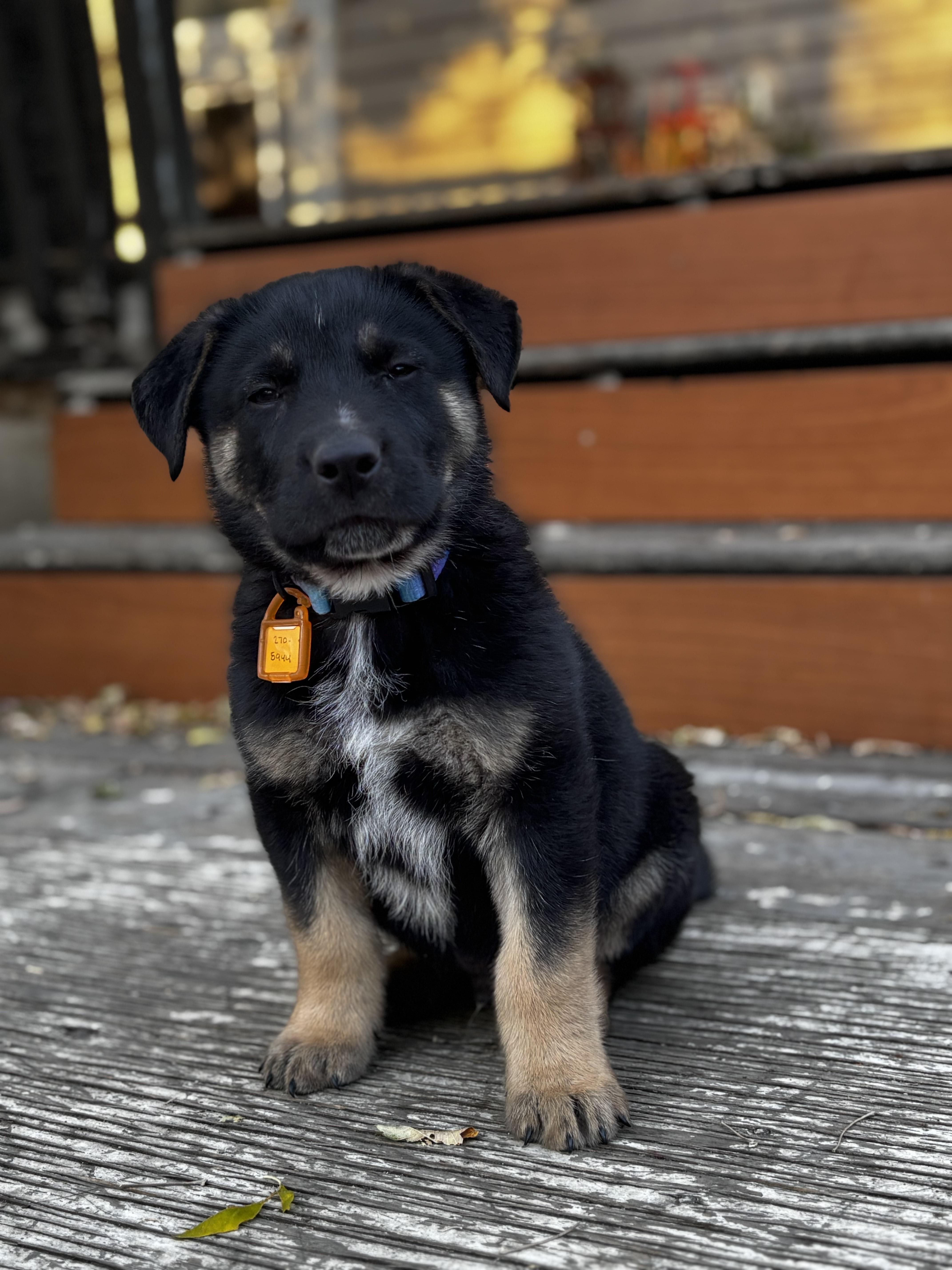 Holmes, an adoptable Mixed Breed in Saskatoon, SK, S7H 0W2 | Photo Image 2