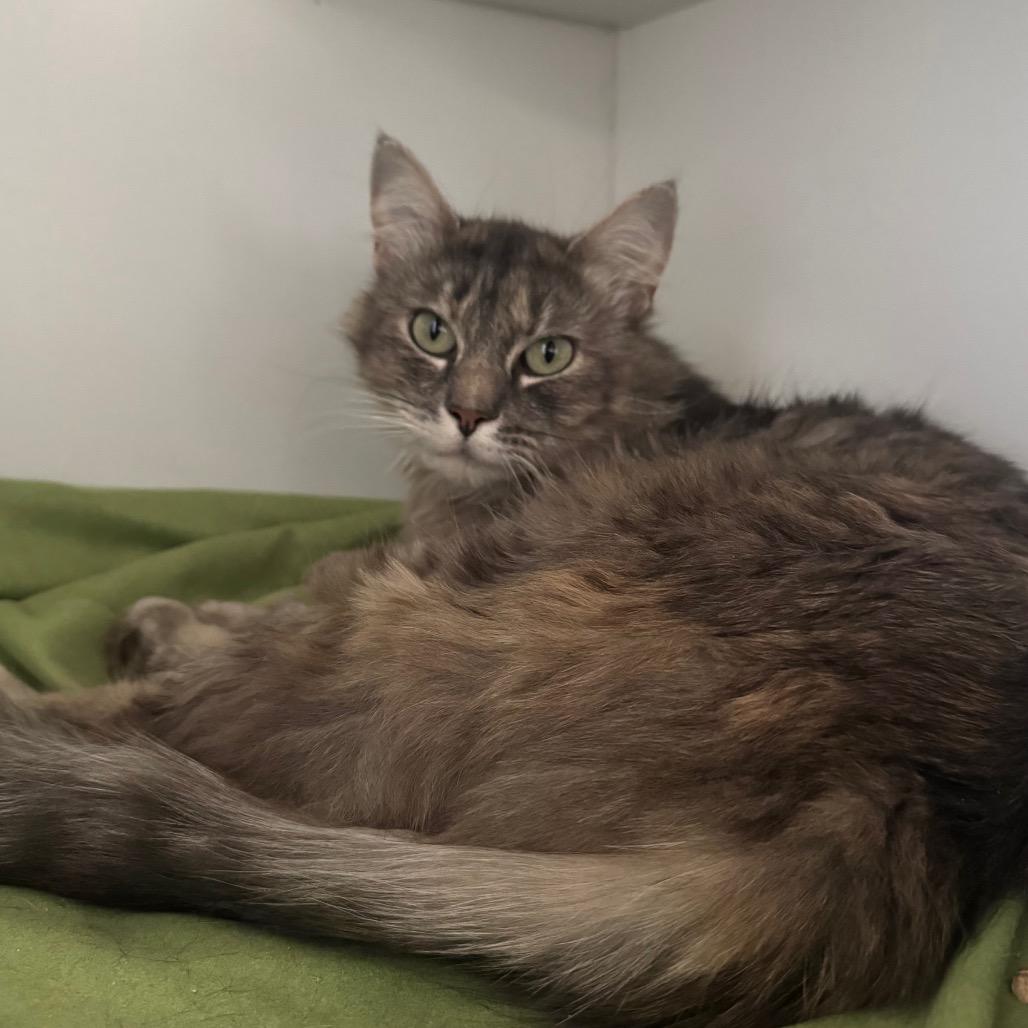 Flora, Adoptable, Young Female Domestic Long Hair.