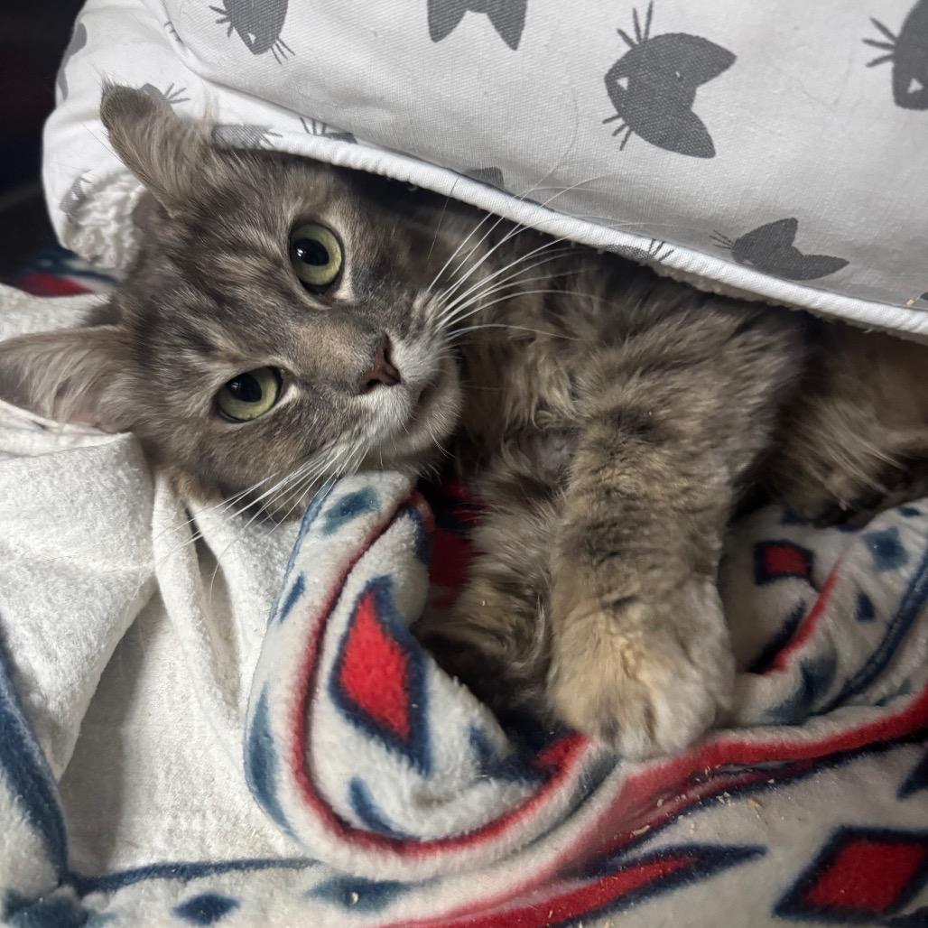 Enlarge Flora, a Adoptable Domestic Long Hair in Buellton, CA image 2/2