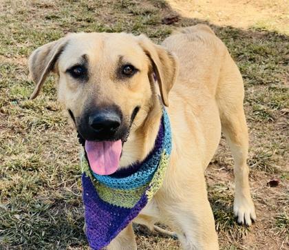 Enlarge Tommy $85 Fostered, a Adoptable Mixed Breed in Seneca, SC image 1/3