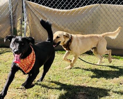 Enlarge Tommy $85 Fostered, a Adoptable Mixed Breed in Seneca, SC image 2/3