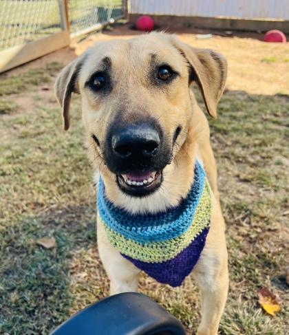 Tommy $85 Fostered, Adoptable, Young Male Mixed Breed & Mixed Breed.