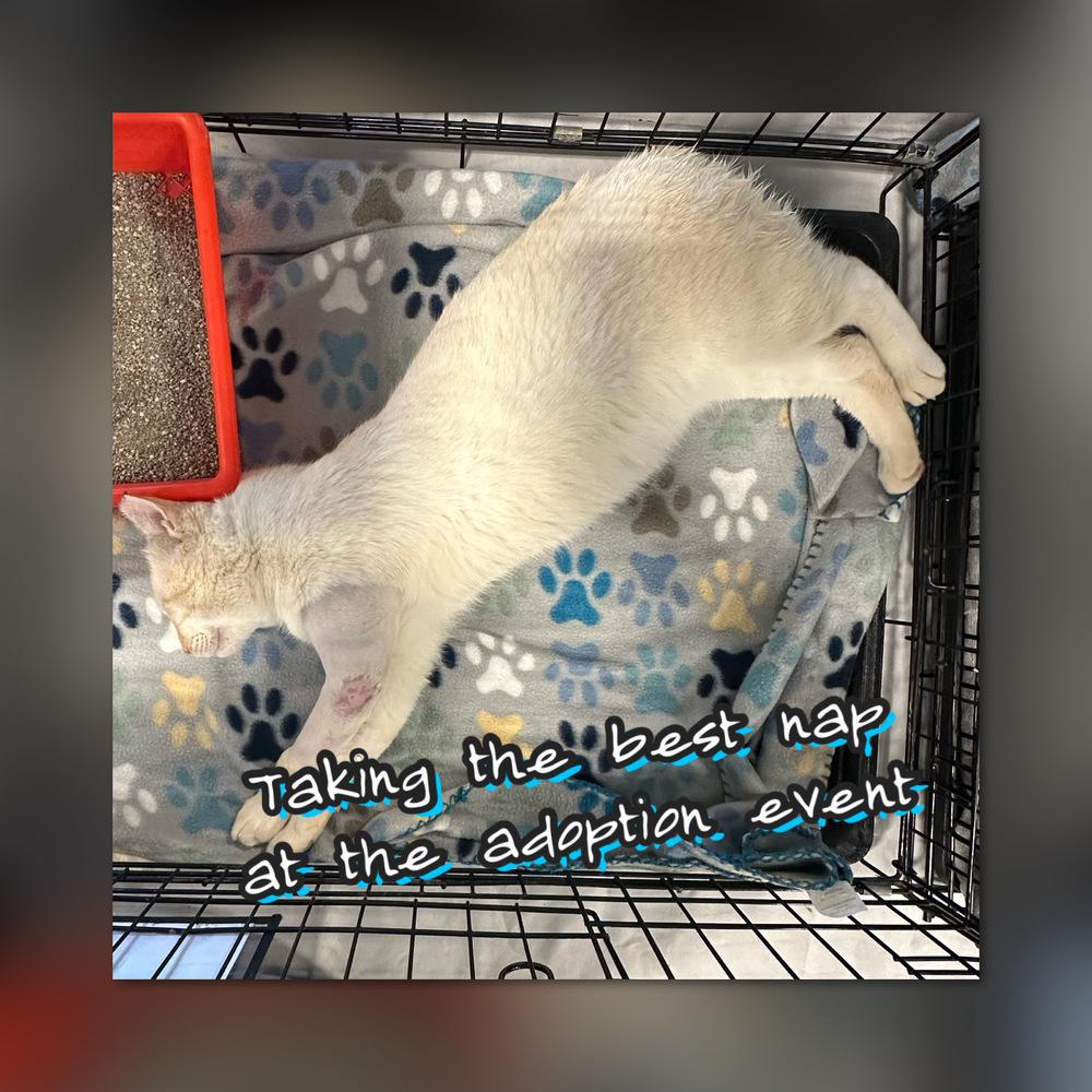 Enlarge Schmoo, a Adoptable Domestic Short Hair in Panama City Beach, FL image 1/6