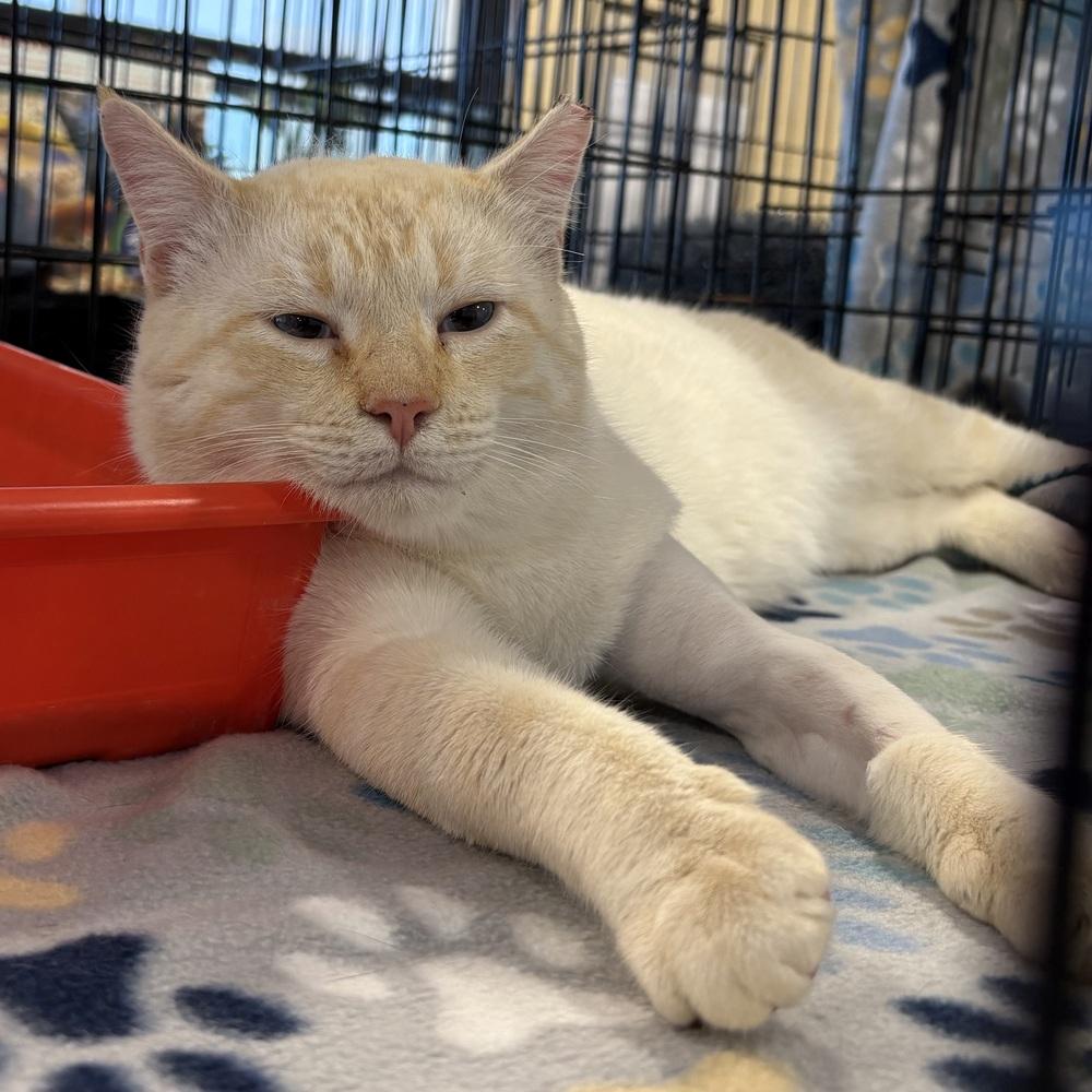 Enlarge Schmoo, a Adoptable Domestic Short Hair in Panama City Beach, FL image 2/6