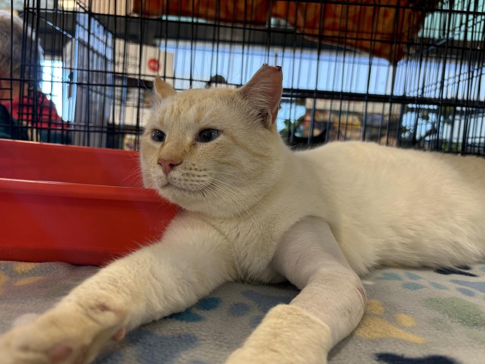 Enlarge Schmoo, a Adoptable Domestic Short Hair in Panama City Beach, FL image 3/6