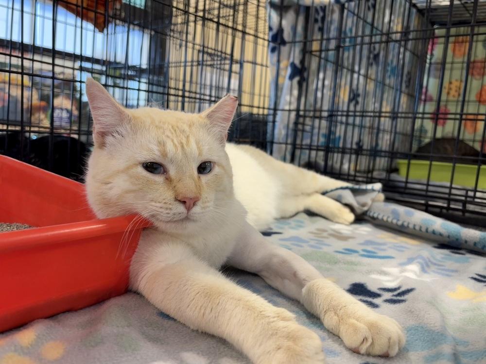 Enlarge Schmoo, a Adoptable Domestic Short Hair in Panama City Beach, FL image 5/6