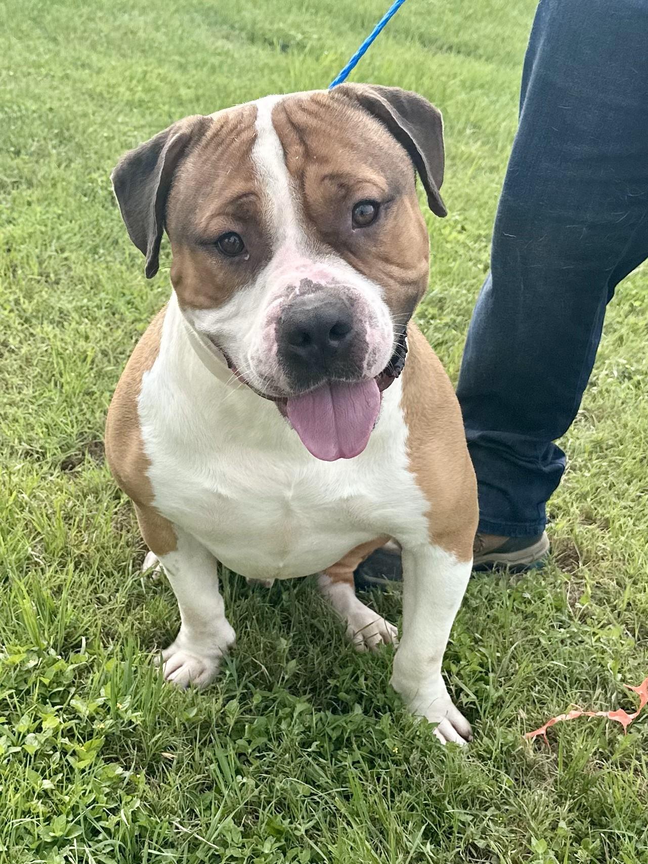 Rufus, Adult Male Boxer
